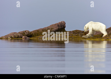 Sub-Erwachsene männliche Eisbären Essen Seetang im arktischen Sommer, Woodfjorden, Spitzbergen, Svalbard, Norwegen, Europa Stockfoto