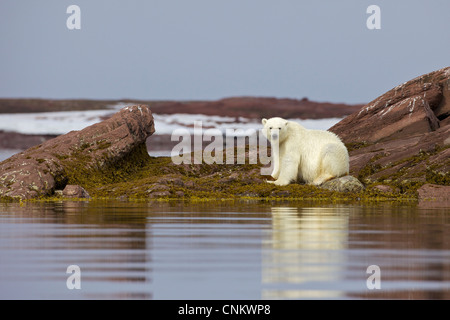 Sub-Erwachsene männliche Eisbären im arktischen Sommer, Woodfjorden, Spitzbergen, Svalbard, Norwegen, Europa Stockfoto