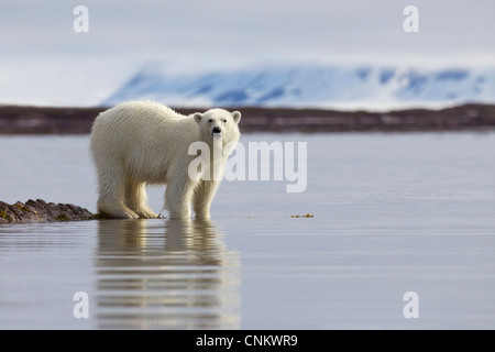 Sub-Erwachsene männliche Eisbären im arktischen Sommer, Woodfjorden, Spitzbergen, Svalbard, Norwegen, Europa Stockfoto