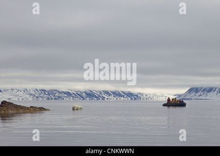 Touristen in Zodiac Schlauchboot beobachten Eisbär, Woodfjorden im Sommer, Spitzbergen, Svalbard, Arktis Norwegen, Europa Stockfoto