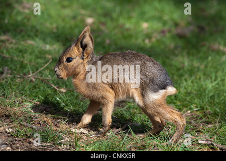 Mara oder patagonische Hase (Dolichotis Patagonum). Nestflüchter jung, stehend. Stunden alt. Stockfoto