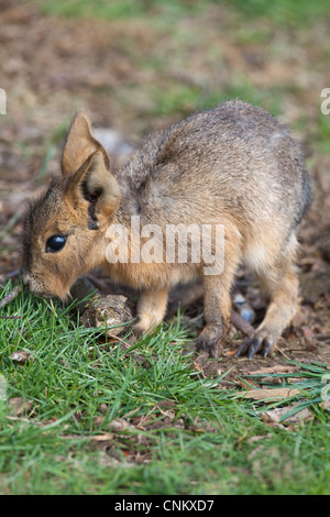 Mara oder patagonische Hase (Dolichotis Patagonum). Nestflüchter jung. Stunden alt. Stockfoto