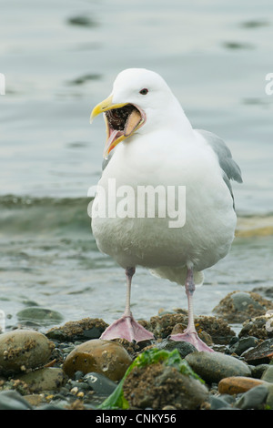 Glaucous geflügelte Gull (Larus Glaucescens) versucht zu schlucken Seestern (Pisaster), Puget Sound, Washington Stockfoto