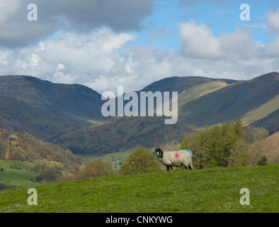 Schafe im Troutbeck Valley, Lake District National Park, Cumbria, England UK Stockfoto