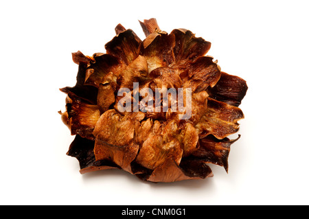 Carciofi Alla Giudia (Artischocken auf jüdische Art), ein traditionelles Rezept der römischen jüdische Küche Stockfoto