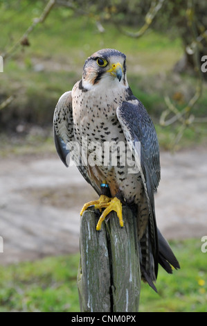 Zeigt diese Lanner Falcon zu einem Post mit ihren leuchtend blau und gesprenkelte weiße Federn, gelben Schnabel und Füße. Stockfoto