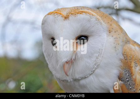 Schleiereule in seinem natürlichen Lebensraum fotografiert Stockfoto