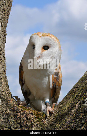 Schleiereule in seinem natürlichen Lebensraum fotografiert Stockfoto