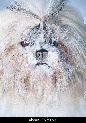 Shih Tzu Hund Portrait mit Schnee. Stockfoto