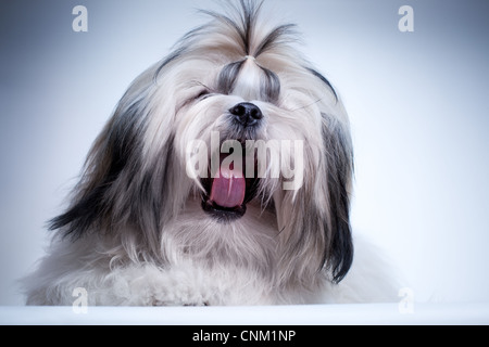 Shih Tzu Hund singen. Lustige Porträt. Stockfoto