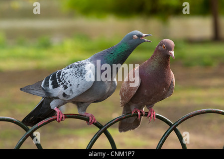 Tauben auf einem Metallzaun, London, England Stockfoto