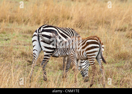 Burchell Zebra, Equus Quagga Burchellii, Mutter und Krankenpflege Colt, Masai Mara National Reserve, Kenia, Afrika Stockfoto