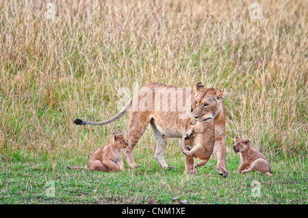 Afrikanische Löwin tragen ein Jungtier in den Mund mit zwei jungen neben ihr, Panthera Leo, Masai Mara National Reserve, Kenia, Afrika Stockfoto