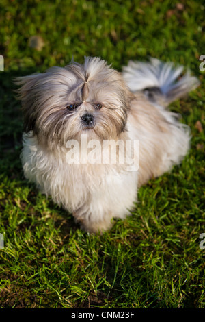 Shih Tzu Hund sitzt auf dem grünen Rasen. Stockfoto