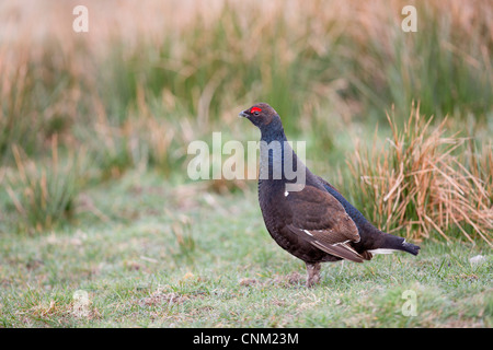 Birkhuhn; At-Tetrix; Männlich; Lekking; Schottland; UK Stockfoto