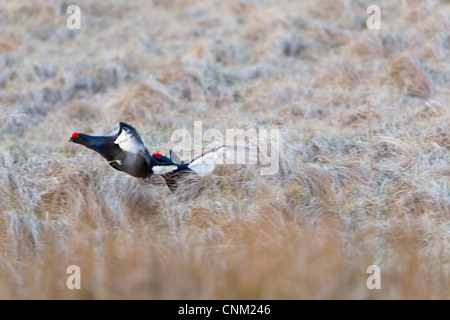 Birkhuhn; At-Tetrix; Männchen; Lekking; Schottland; UK Stockfoto