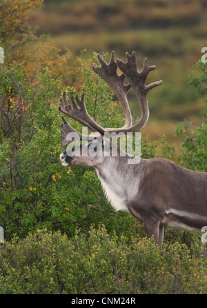 Bull Caribou (Rangifer Tarandus), mit Geweih in samt, Sommer. Denali Nationalpark, Alaska. Stockfoto