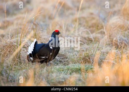 Birkhuhn; At-Tetrix; Männlich; Lekking; Schottland; UK Stockfoto