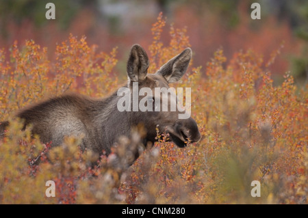 Elch Kalb ist fast verdeckt durch die Tundra Zwerg Birken und Weiden im Denali Nationalpark, Alaska Stockfoto