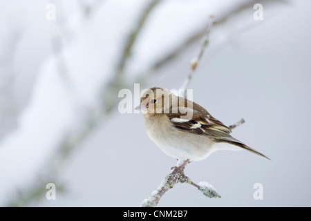 Buchfink; Fringilla Coelebs; Weiblich; VEREINIGTES KÖNIGREICH; im Schnee Stockfoto