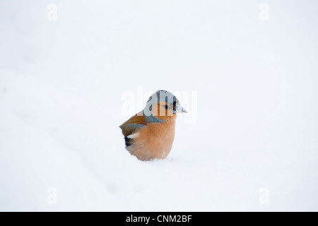 Buchfink; Fringilla Coelebs; Männlich; VEREINIGTES KÖNIGREICH; im Schnee Stockfoto