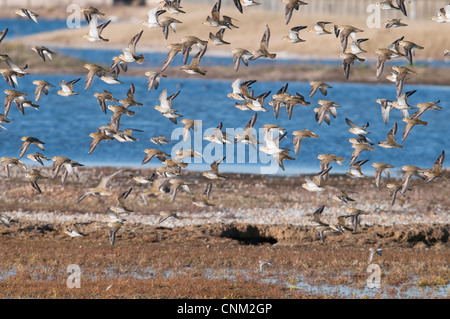 Eine Herde von Goldregenpfeifer unter Flug, Rye Harbour, Sussex, UK Stockfoto