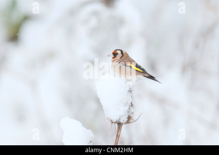 Stieglitz Zuchtjahr Zuchtjahr thront auf Karde Kopf im Schnee. Hastings, Sussex, UK Stockfoto