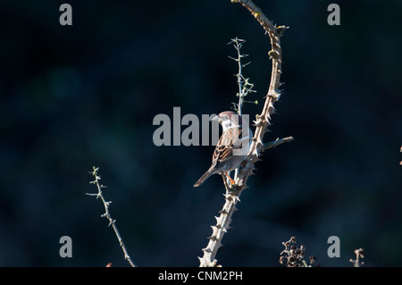 Baum Sperling, Passer Montanus gehockt Bramble, in Sonne, vor einem dunklen Hintergrund. Dungeness RSPB, Kent, UK Stockfoto