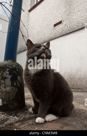 Graue Katze mit weißer Brust und Pfoten draußen genießen Stockfoto