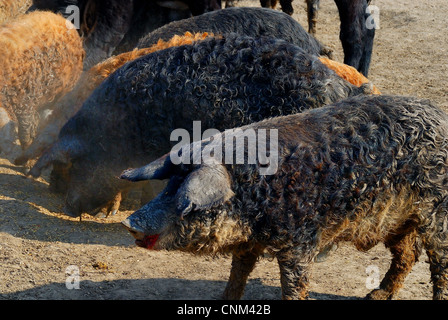 Ungarn, Hortobagy, Puszta.Mangalica Schweine, typisch ungarische Rasse. Stockfoto