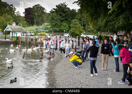 China tour Gruppe von jungen Teenagern die digitalen Fotos von Schwänen und füttern in Bowness Bay am Lake Windermere Stockfoto