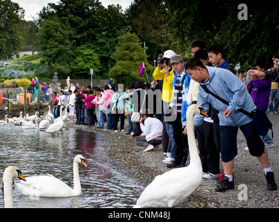 China tour Gruppe von jungen Teenagern die digitalen Fotos von Schwänen und füttern in Bowness Bay am Lake Windermere Stockfoto