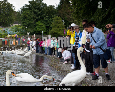 China tour Gruppe von jungen Teenagern die digitalen Fotos von Schwänen und füttern in Bowness Bay am Lake Windermere Stockfoto