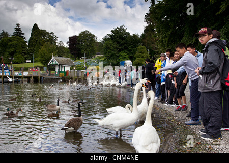 China tour Gruppe von jungen Teenagern die digitalen Fotos von Schwänen und füttern in Bowness Bay am Lake Windermere Stockfoto