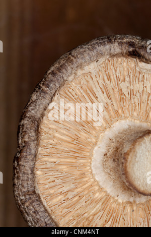 Getrocknete Shiitake Pilze, medizinische und kulinarische Stockfoto