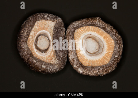 Getrocknete Shiitake Pilze, medizinische und kulinarische Stockfoto