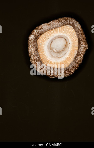 Getrocknete Shiitake Pilze, medizinische und kulinarische Stockfoto