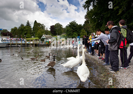 China tour Gruppe von jungen Teenagern die digitalen Fotos von Schwänen und füttern in Bowness Bay am Lake Windermere Stockfoto