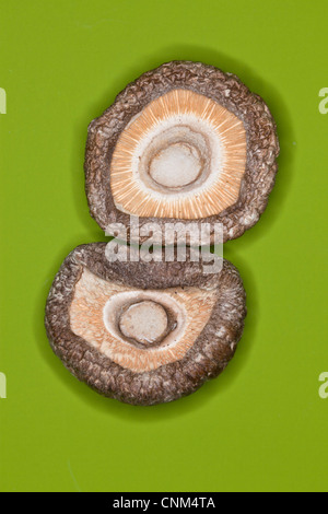 Getrocknete Shiitake Pilze, medizinische und kulinarische Stockfoto