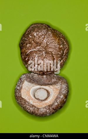 Getrocknete Shiitake Pilze, medizinische und kulinarische Stockfoto