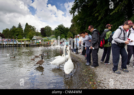 China tour Gruppe von jungen Teenagern die digitalen Fotos von Schwänen und füttern in Bowness Bay am Lake Windermere Stockfoto