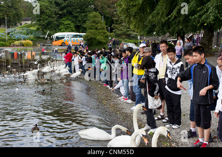 China tour Gruppe von jungen Teenagern die digitalen Fotos von Schwänen und füttern in Bowness Bay am Lake Windermere Stockfoto