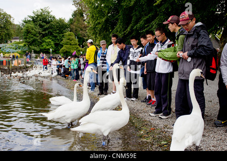 China tour Gruppe von jungen Teenagern die digitalen Fotos von Schwänen und füttern in Bowness Bay am Lake Windermere Stockfoto