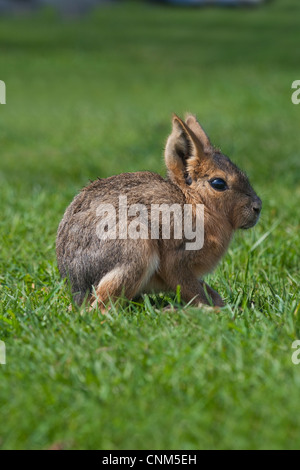 Maras oder patagonische Hase (Dolichotis Patagonum). Nestflüchter jung. Stunden alt. Stockfoto