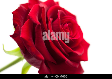 Close Up Bild einer einzelnen roten Rose auf weißem Grund. Stockfoto