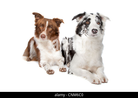 zwei Border-Collie-Schaf-Hunde auf weißem Hintergrund Stockfoto