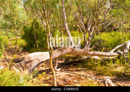 Toter Baum über Mambray Creek an Mambray Creek in der Einfassung bemerkenswerte Nationalpark in den südlichen Flinders Ranges in Südaustralien Stockfoto