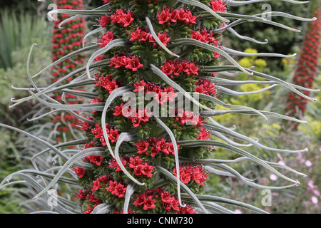 Eine Nahaufnahme von einem Turm Juwelen Blume. Stockfoto