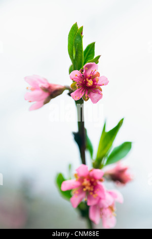 Nahaufnahme von einem Pfirsich Ast mit rosa Blüten im Frühling Stockfoto