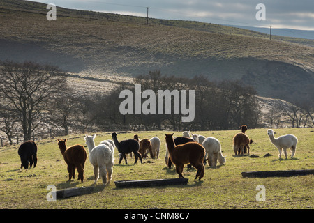 Alpakas in der Landschaft des Redesdale, Northumberland, in der Nähe von Otterburn Stockfoto